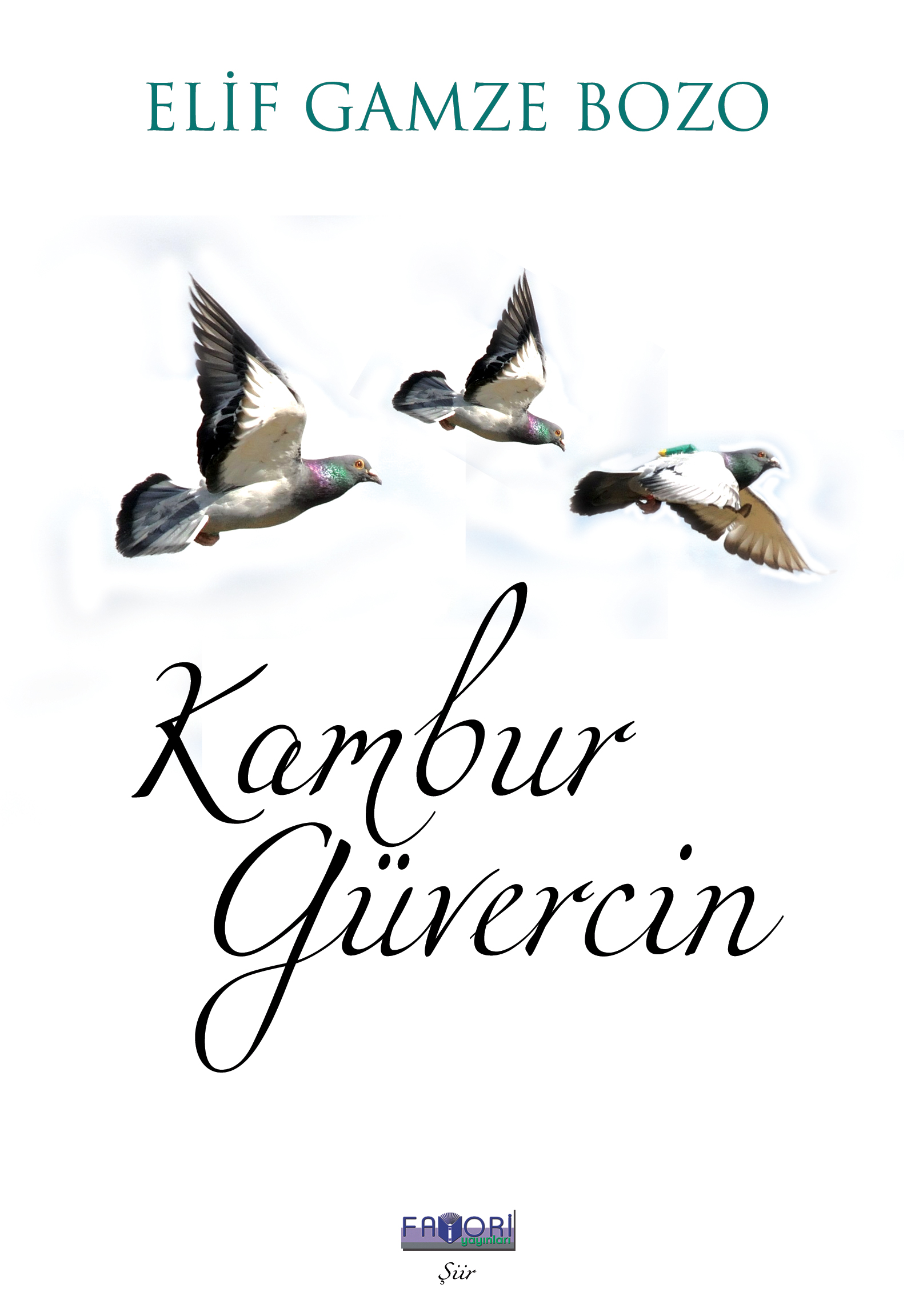 Kambur Güvercin
